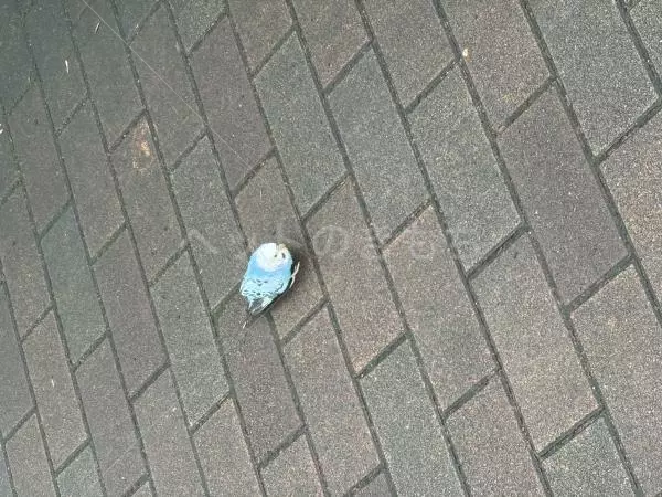 コメントの画像