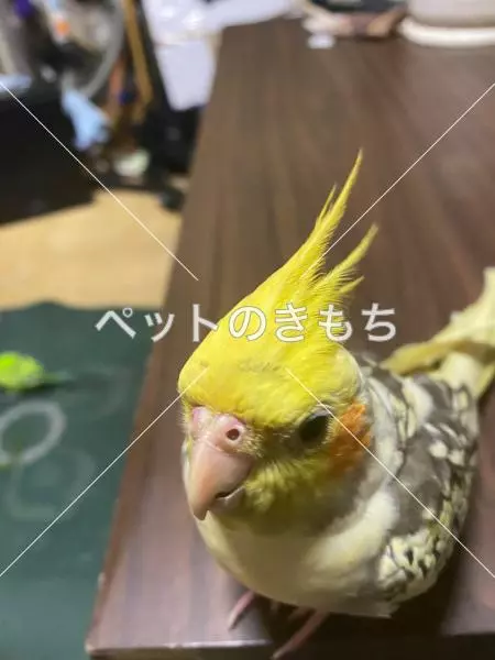 迷子鳥の画像