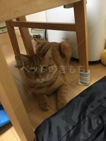 迷子猫の画像