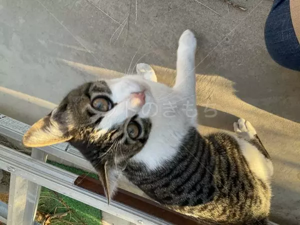 迷子猫の画像