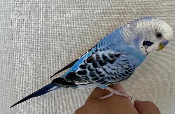 迷子鳥の画像