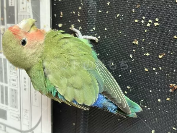 コメントの画像