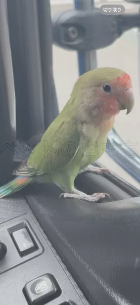 コメントの画像