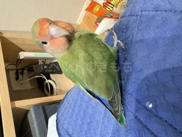 コメントの画像