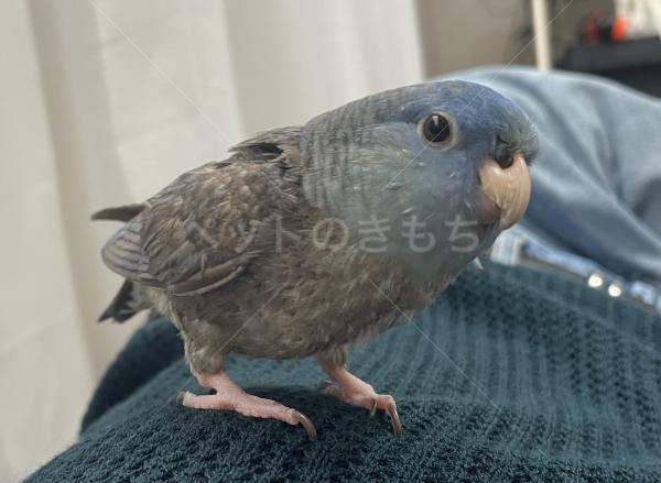 迷子鳥の画像