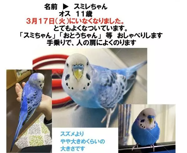迷子鳥の画像
