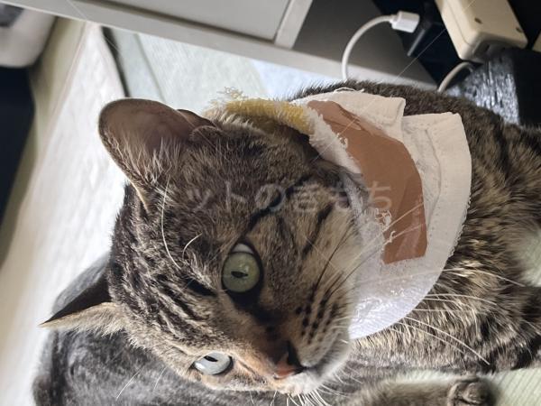 保護猫の画像