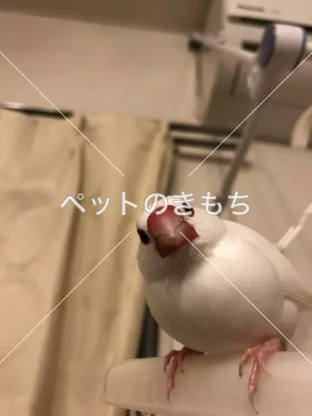 迷子鳥の画像