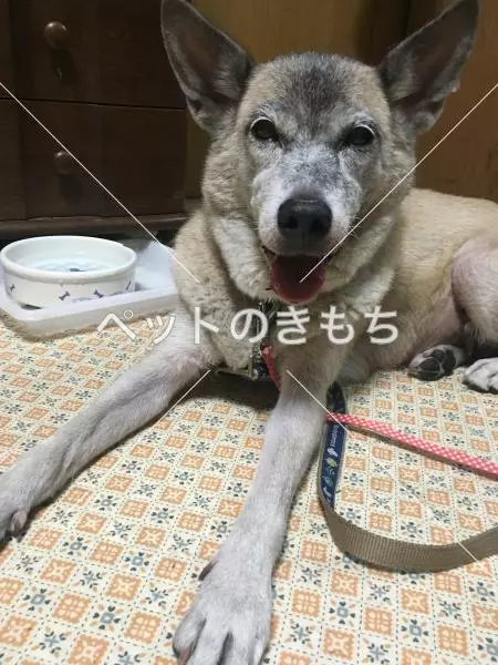 保護犬の画像