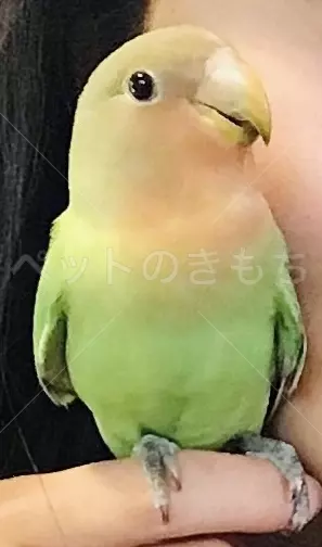迷子鳥の画像