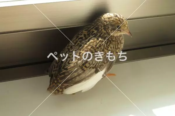 迷子鳥の画像