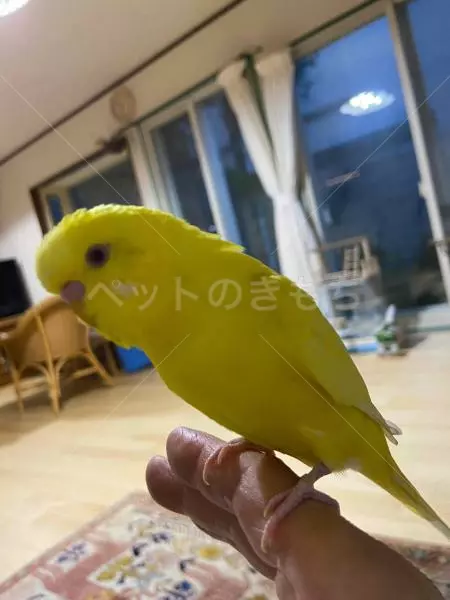 迷子鳥の画像