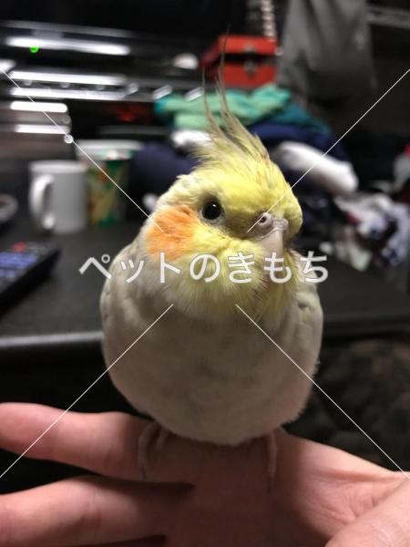 迷子鳥の画像