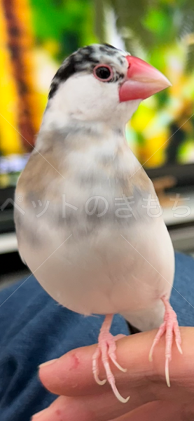 迷子鳥の画像