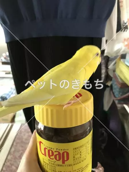 迷子鳥の画像