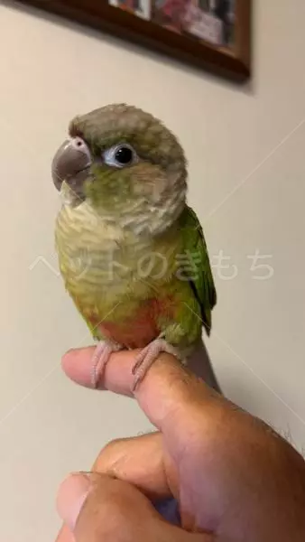 コメントの画像