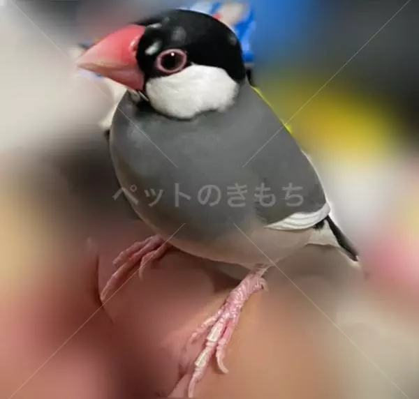 迷子鳥の画像