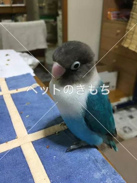 迷子鳥の画像