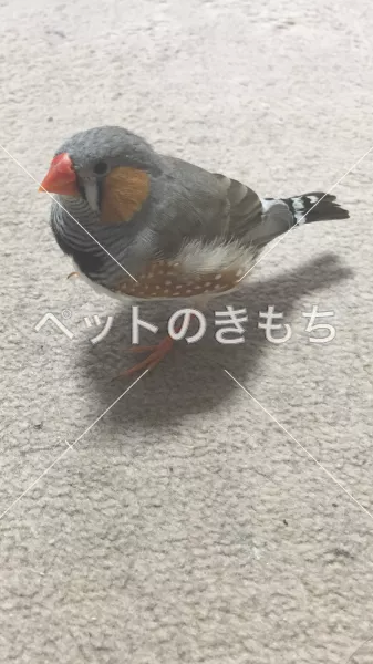 迷子鳥の画像