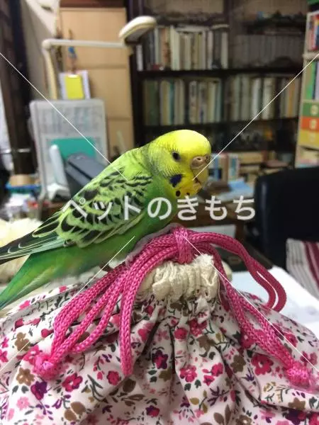 迷子鳥の画像
