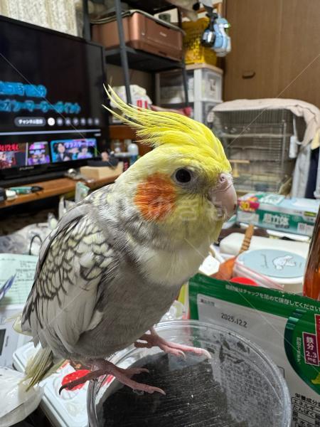 迷子鳥の画像