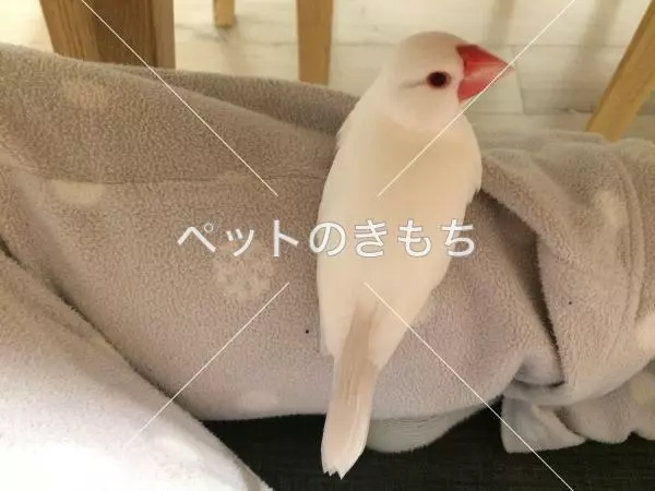 迷子鳥の画像