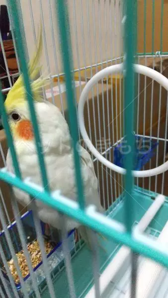 コメントの画像