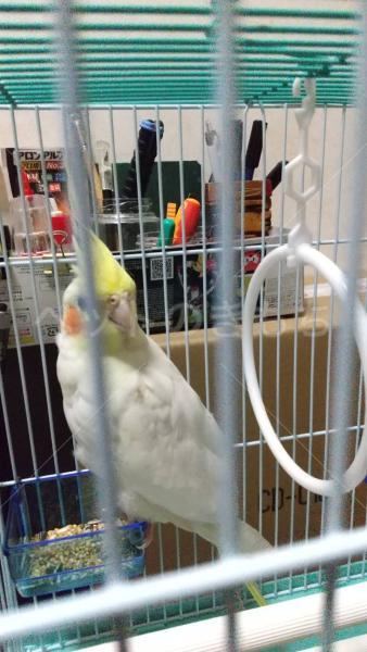 コメントの画像