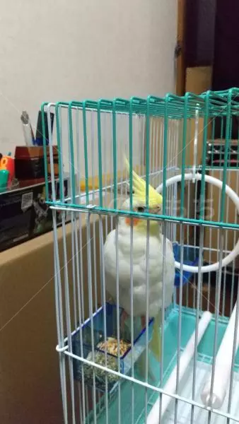 コメントの画像