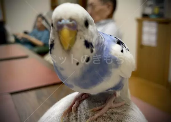 迷子鳥の画像
