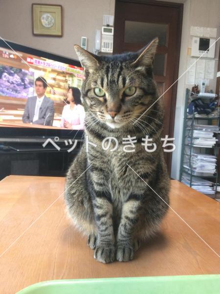 迷子猫の画像