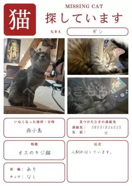 迷子猫の画像