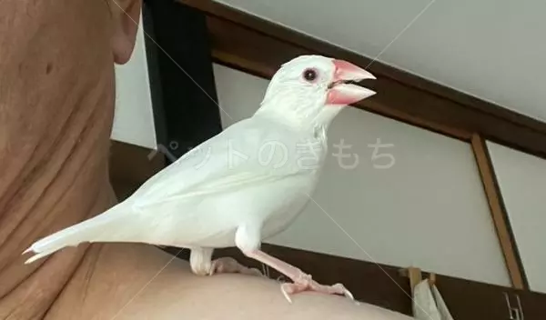 保護鳥の画像