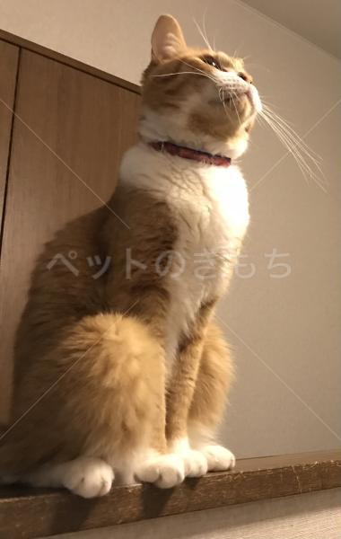 迷子猫の画像