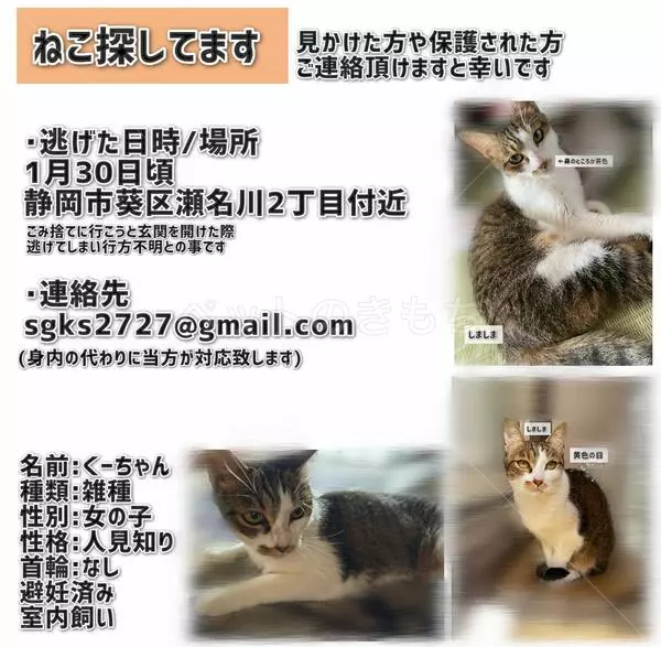 迷子猫の画像
