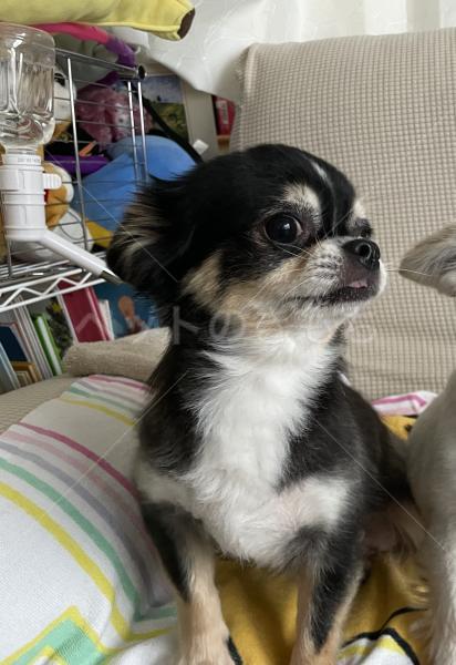 迷子犬の画像