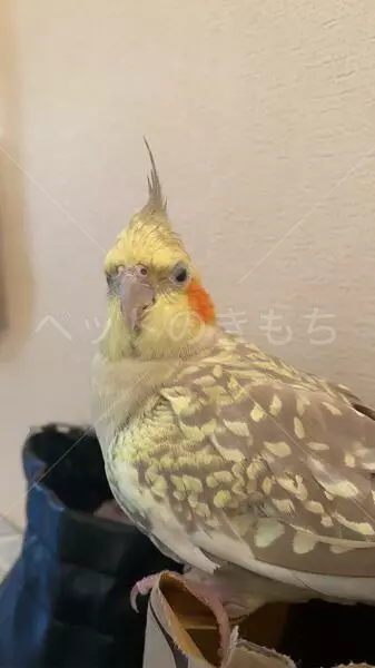 コメントの画像