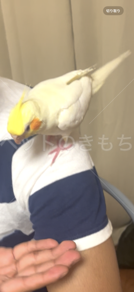 迷子鳥の画像