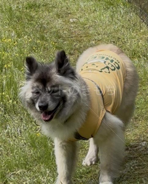 迷子犬の画像