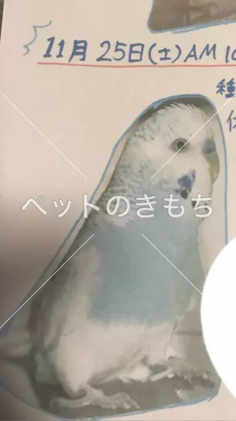 迷子鳥の画像