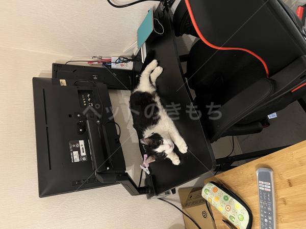 迷子猫の画像