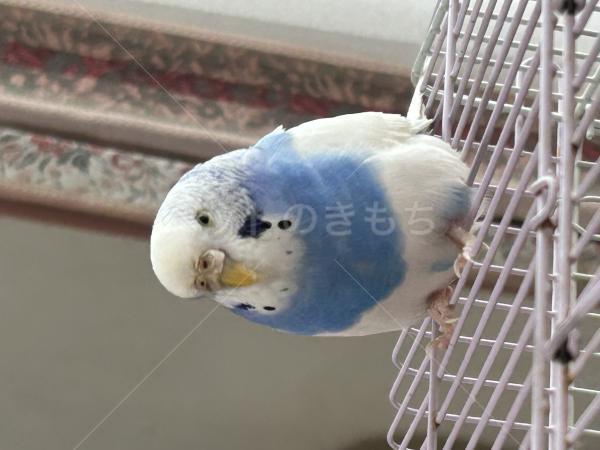 迷子鳥の画像