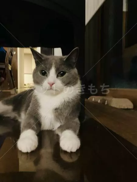 迷子猫の画像