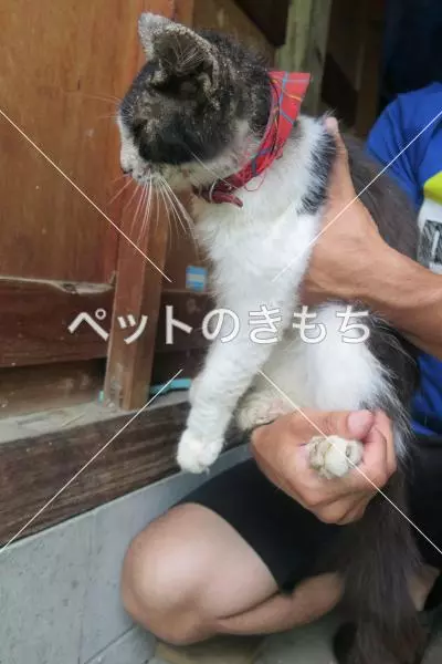 保護猫の画像