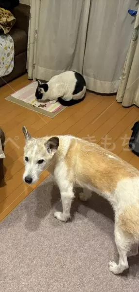 迷子犬の画像