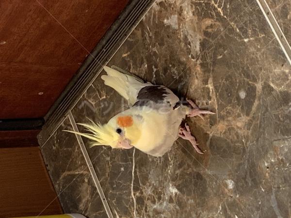 迷子鳥の画像