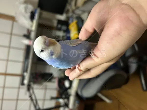 迷子鳥の画像