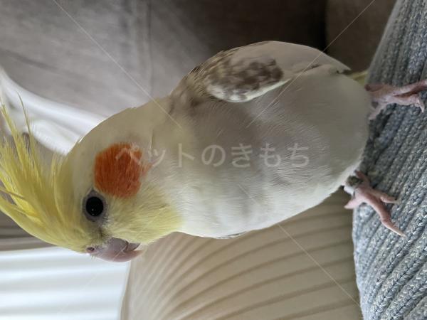 迷子鳥の画像