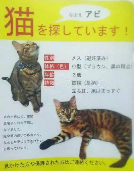 迷子猫の画像