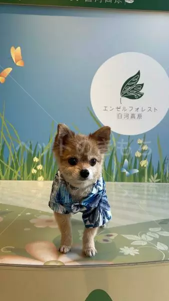 迷子犬の画像